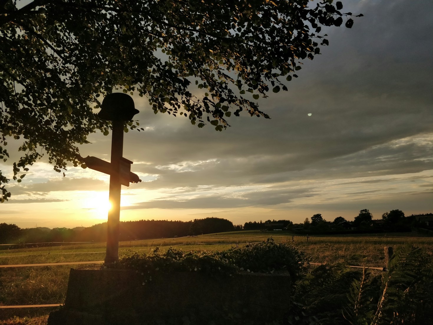 Wie Bäume zu Symbolen des Widerstands wurden
